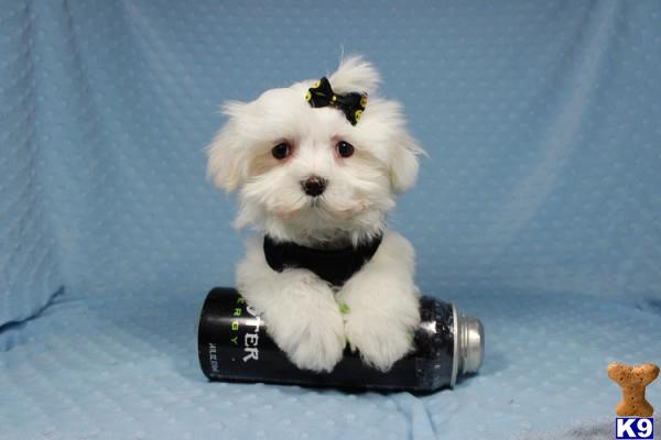 lvpuppyheaven Picture 2